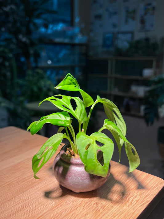 Monstera in Small Pinkish Ceramic Pot