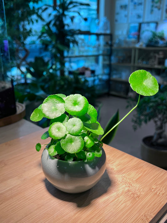Hydrocotyle Vulgaris in Round Blue Ceramic Pot