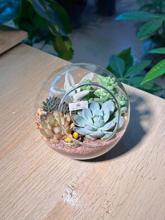Succulent Arrangement Terrarium (ε€θζ€η©) in Round Glass (L)
