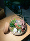 Fittonia and Bubble Plant with Moss Arrangement in Round Covered Glass (M)
