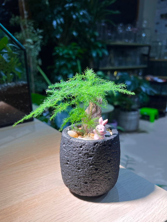 Asparagus Fern in Matt Black Concrete Pot