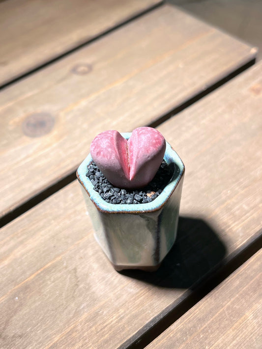 Lithops in Creative Designer Pot