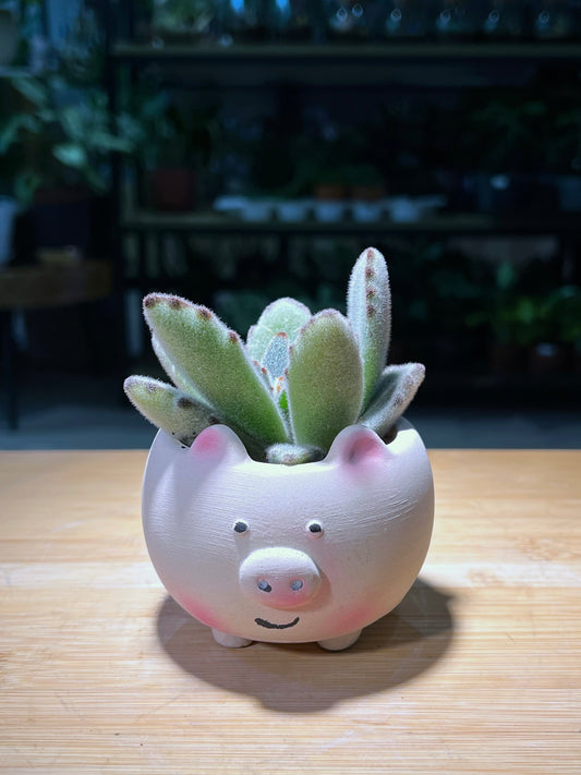 Kalanchoe Tomentosa in Pinkish Piggie Ceramic Pot