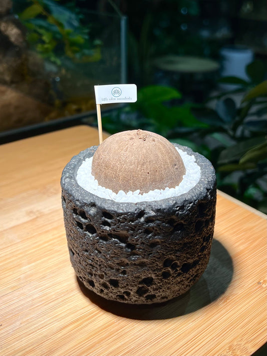 Stephania in Black Concrete Pot