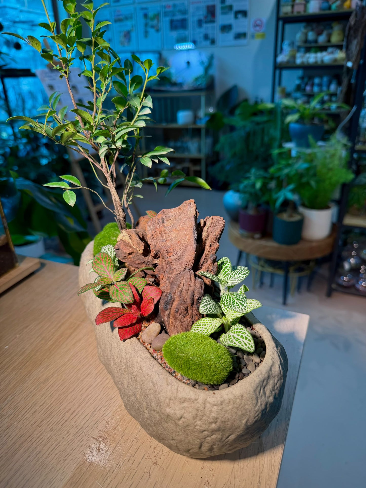 Indoor Plant Arrangement Diospyros Buxifolia & Fittonia Bonsai (黄杨叶柿 & 网纹草) in Faux Stone Pot