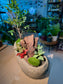 Indoor Plant Arrangement Diospyros Buxifolia & Fittonia Bonsai (黄杨叶柿 & 网纹草) in Faux Stone Pot