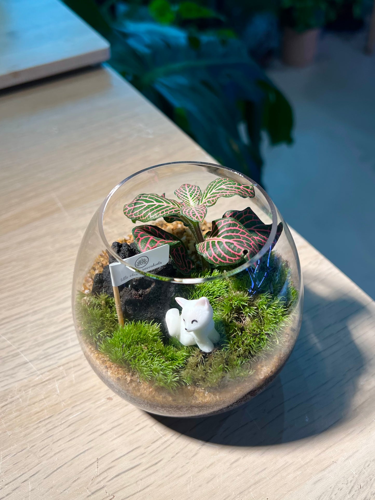 Fittonia with Moss Arrangement in Wine Glass