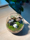 Fittonia with Moss Arrangement in Wine Glass