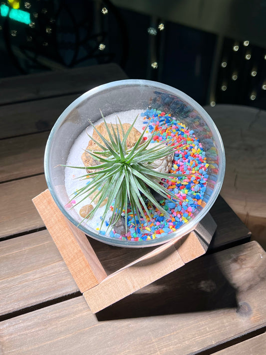 Airplant in Semi-circle Glass with Terrarium Stand