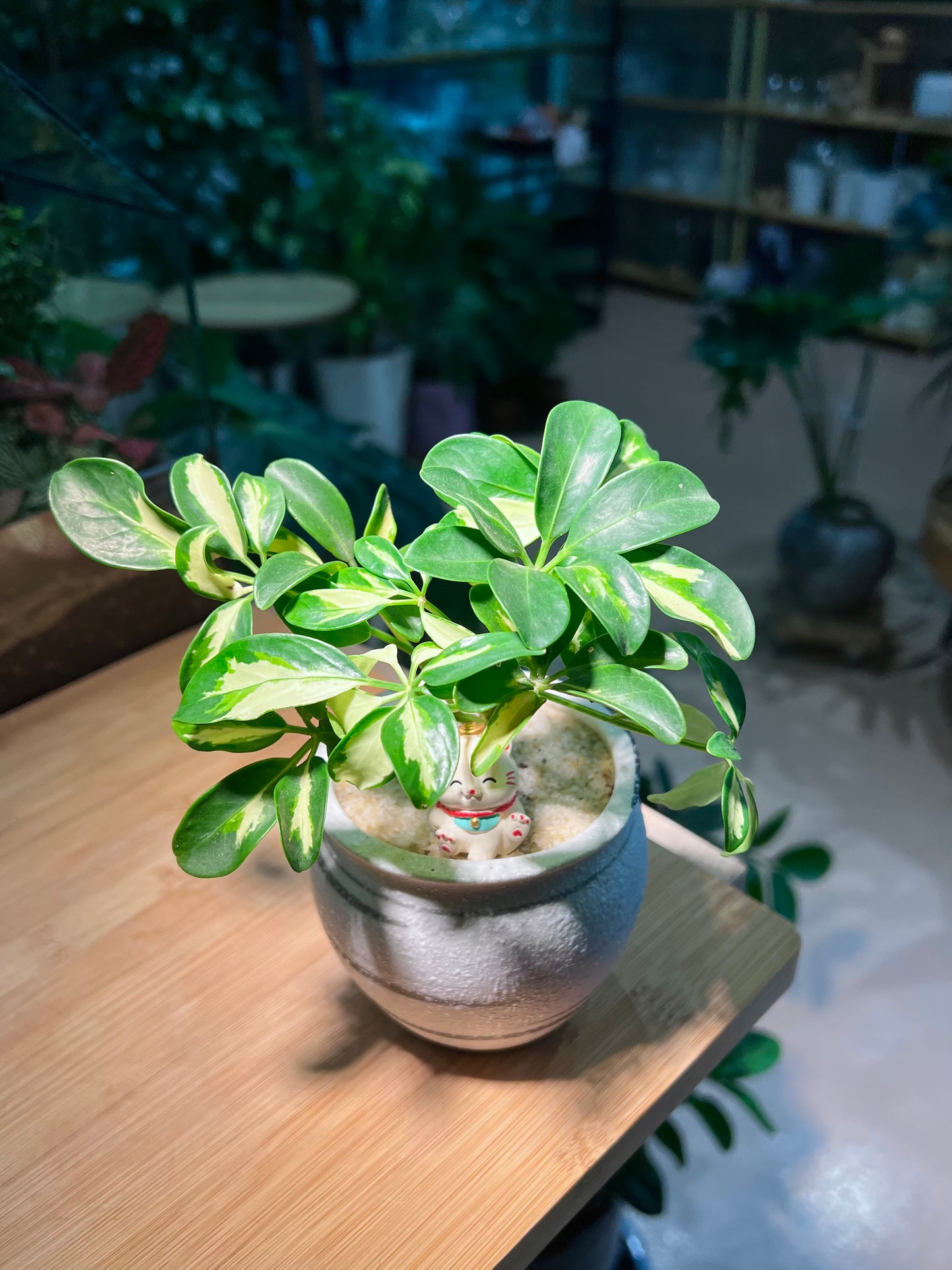 Dwarf Umbrella Tree (鸭脚木) in White Pattern Designed Ceramic Pot