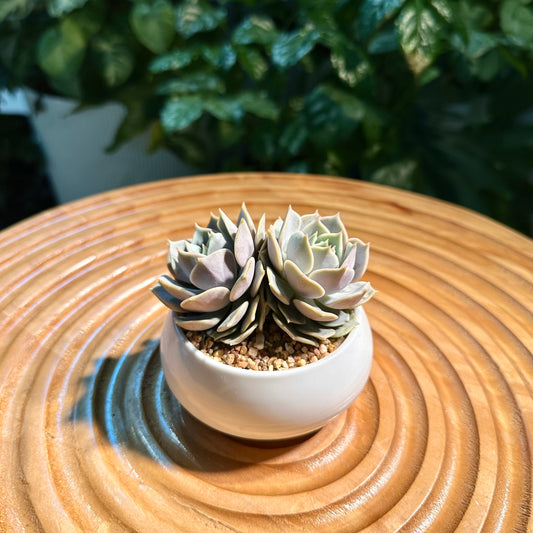 Echeveria Collection in White Ceramic Pot