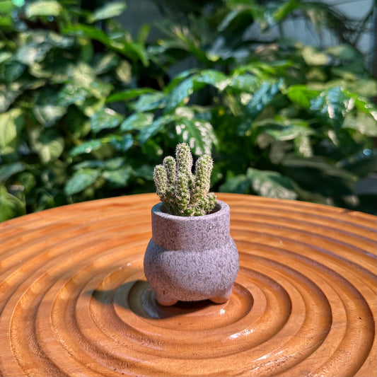 Rare Cactus Collection in Designer Pot