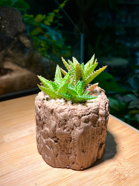 Aloe Squarrosa in Tree Trunk Pot