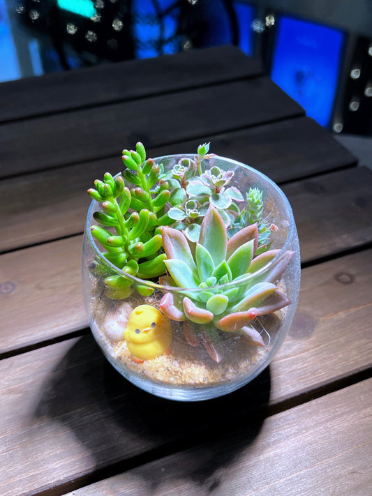 Succulent Arrangement in Tall Glass