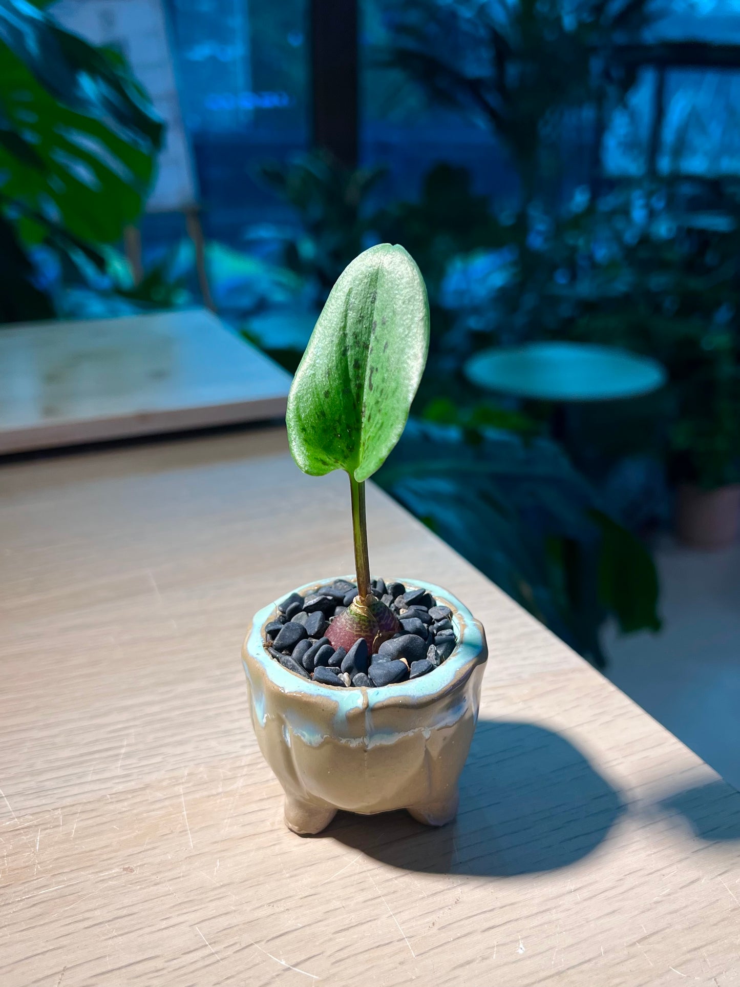 Drimiopsis Maculata in Ceramic Pot