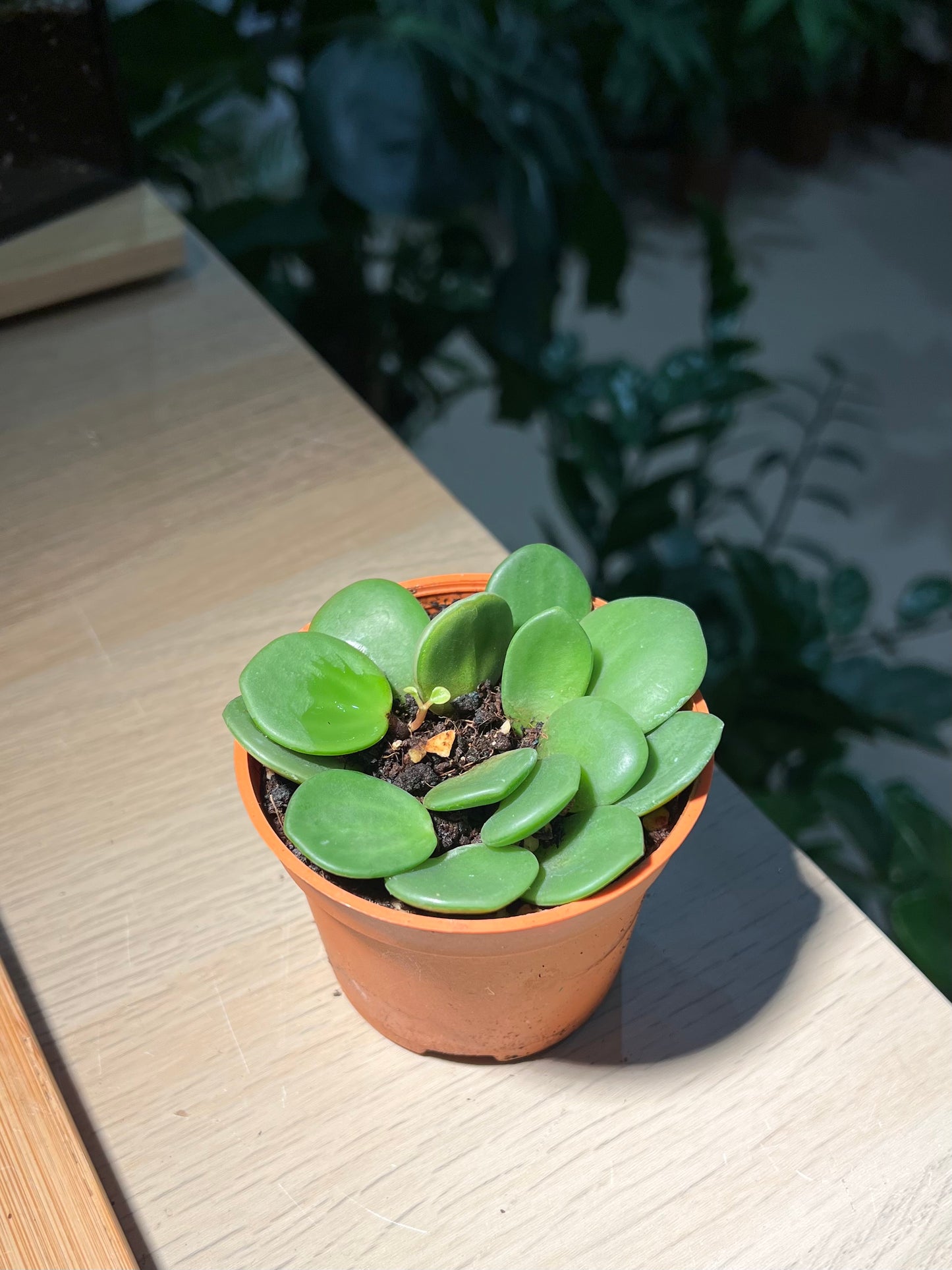 Plastic Pot - Peperomia Hope