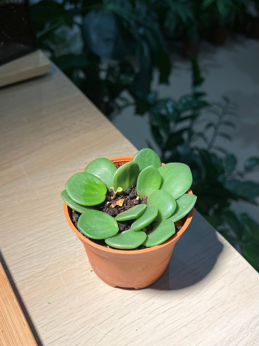 Plastic Pot - Peperomia Hope