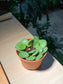 Plastic Pot - Peperomia Hope
