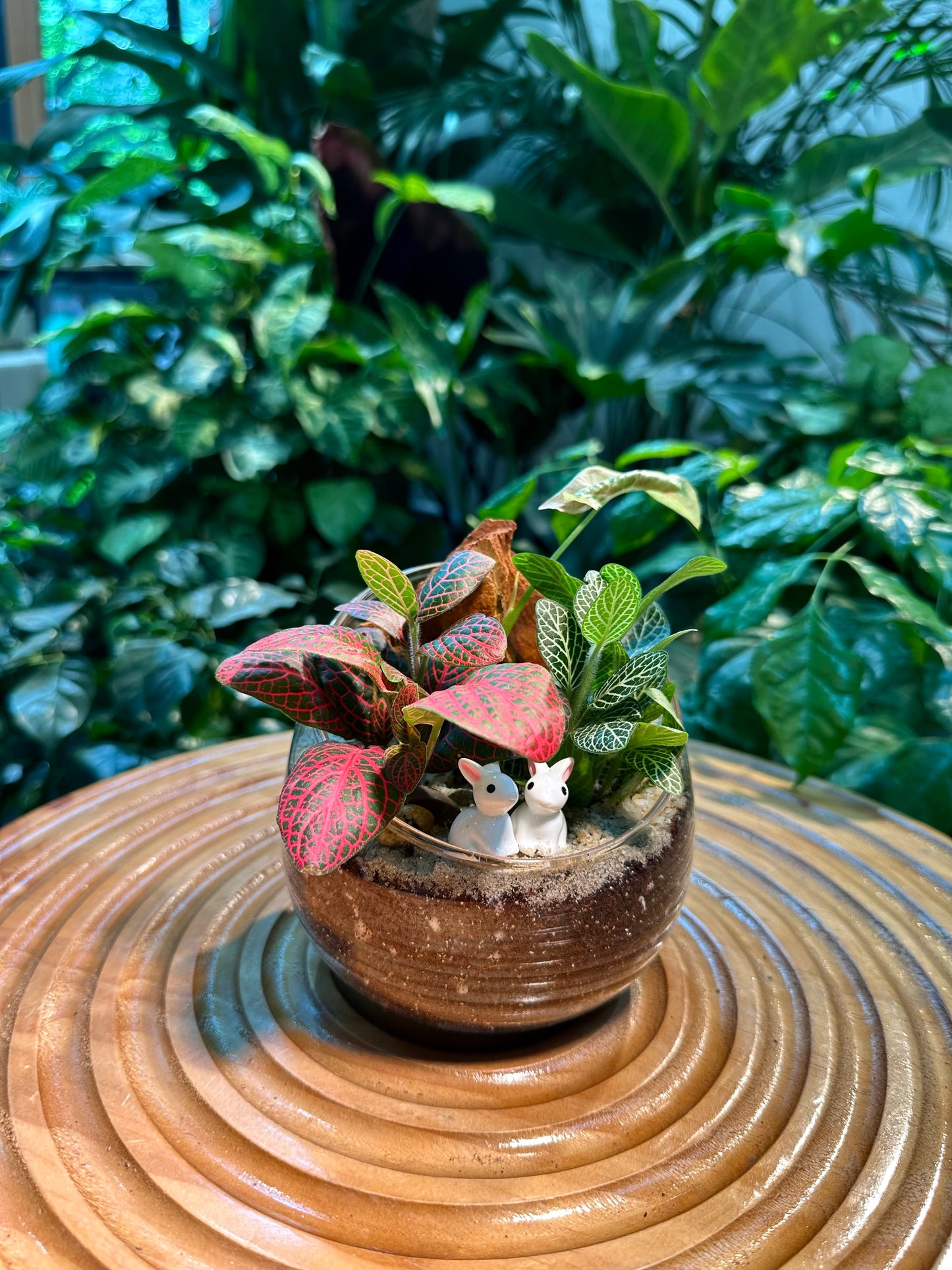 Fittonia in Slanted Glass Terrarium