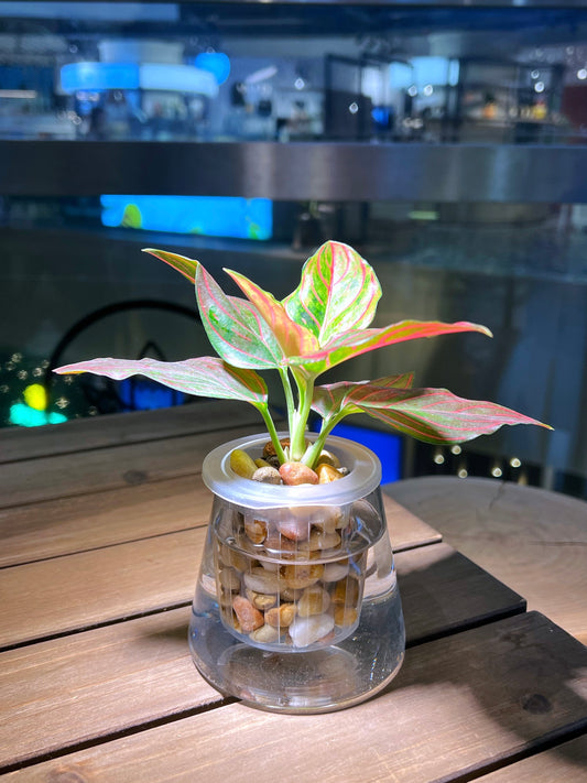 Aglaonema in Fuji Water Based Glass