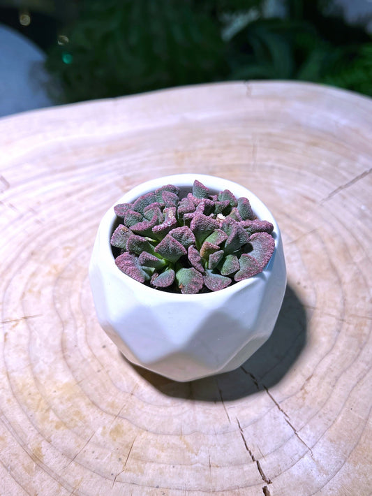 Titanopsis in Marble Ceramic Pot