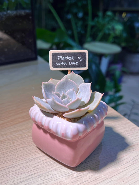 Teacher’s Day Gift - Echeveria in Pinkish Square Ceramic Pot