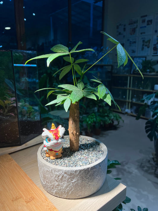 Pachira (发财树) in Stone Designed Pot