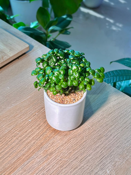 Bubble Plant (芦莉草) Dipteracanthus Elastica in White Ceramic Pot