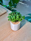 Bubble Plant (芦莉草) Dipteracanthus Elastica in White Ceramic Pot