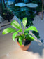 Peace Lily (白掌) in Polymer Pot