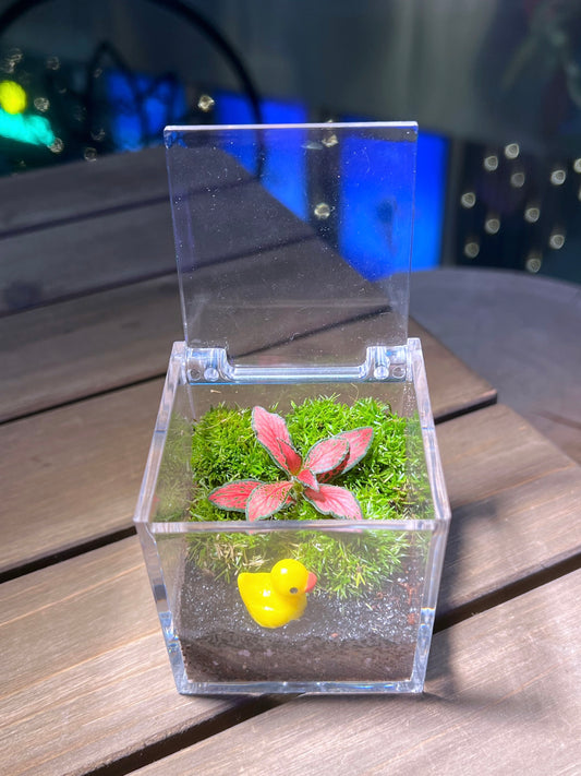 Fittonia with Moss Arrangement in Arcylic Terrarium