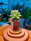 Echeveria Succulent in Pudding Jar