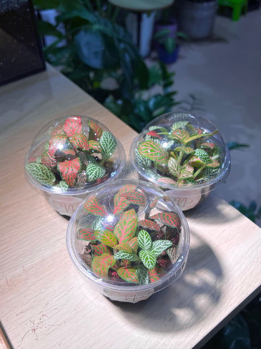 Cupcake Pot - Fittonia