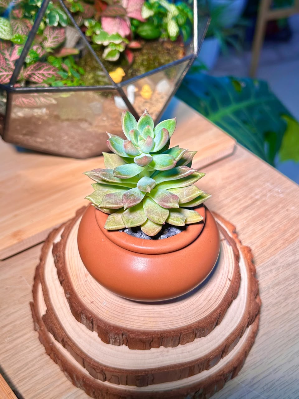 Graptoviria Opalina (Succulent) in a Ceramic Pot