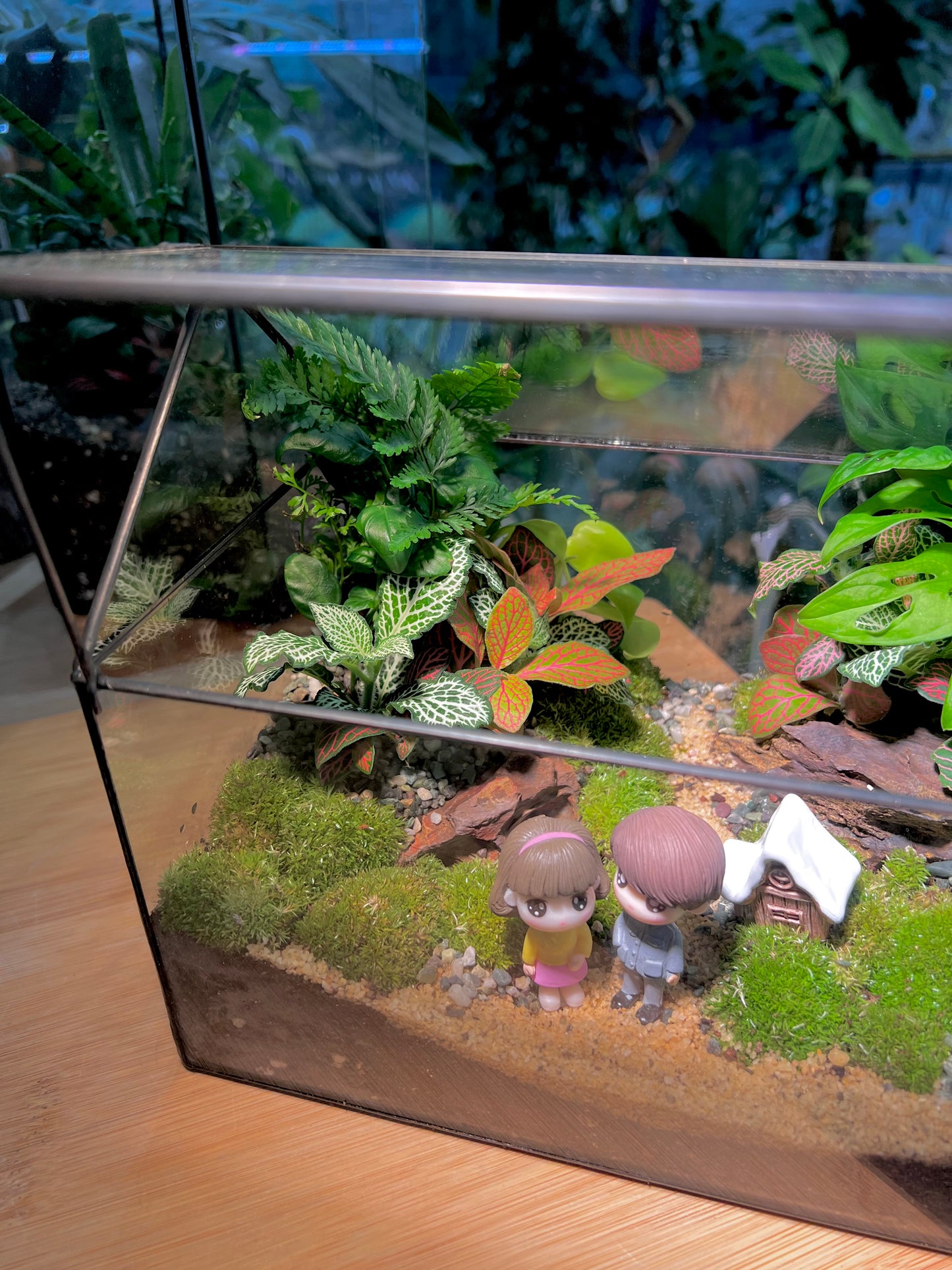 Valentine Gift - Fittonia and Fern with Moss Arrangement in Black Frame Glasshouse