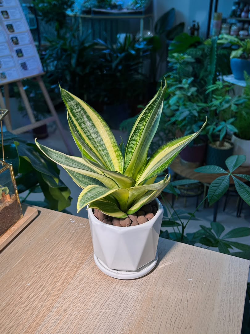 Sansevieria Golden Hahnii (金边短叶虎尾兰) Sansevieria Trifasciata in White Geometric Pot