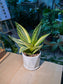 Sansevieria Golden Hahnii (金边短叶虎尾兰) Sansevieria Trifasciata in White Geometric Pot