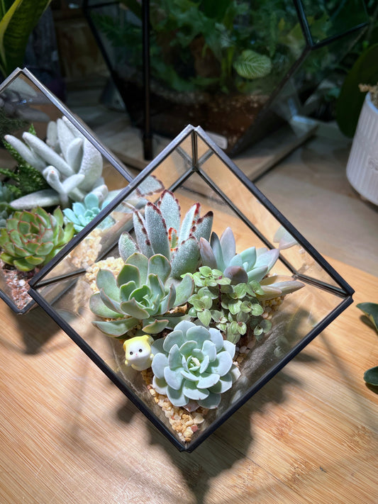 Succulent Arrangement in Black Frame Cubical Terrarium