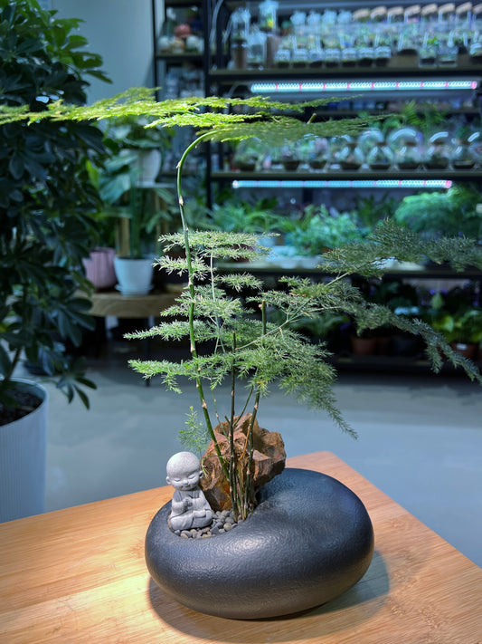 Asparagus Fern with 🧘 in Irregular Blackish Stone Ceramic Pot
