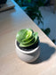 Portulaca Molokiniensis (金钱木) in Matt Textured Claypot