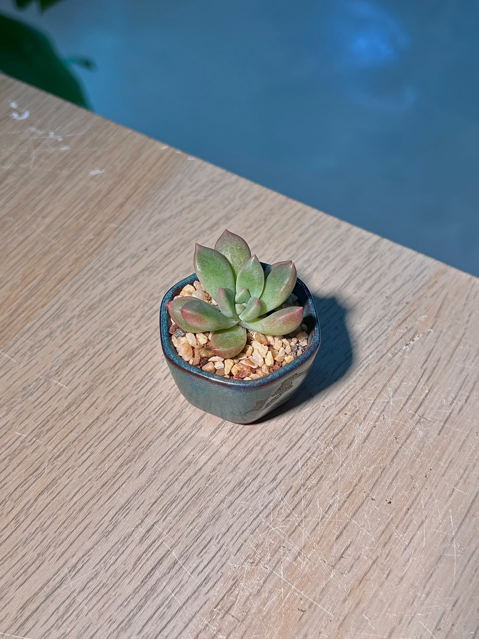Baby Graptosedum California Sunset (加州夕阳) in a Glazed Ceramic Pot