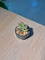 Baby Graptosedum California Sunset (加州夕阳) in a Glazed Ceramic Pot