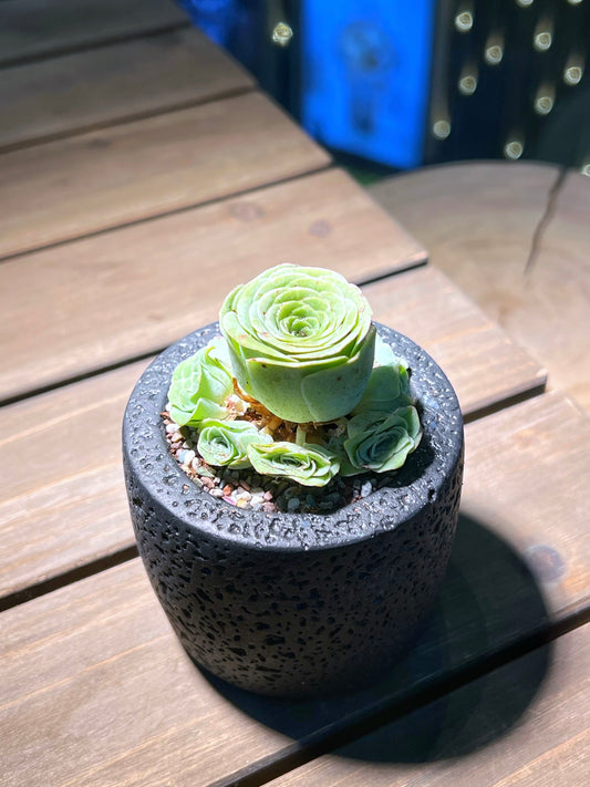 Mountain Rose in Matt Black Concrete Designed Pot