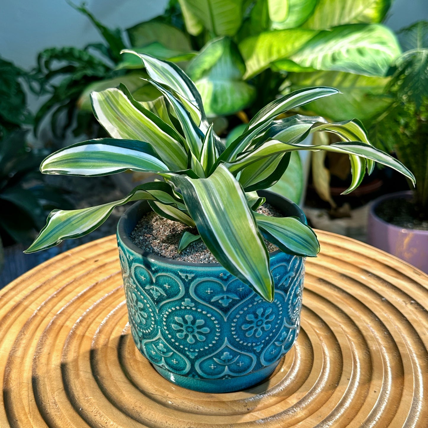 Dracaena in Designer Green Pot