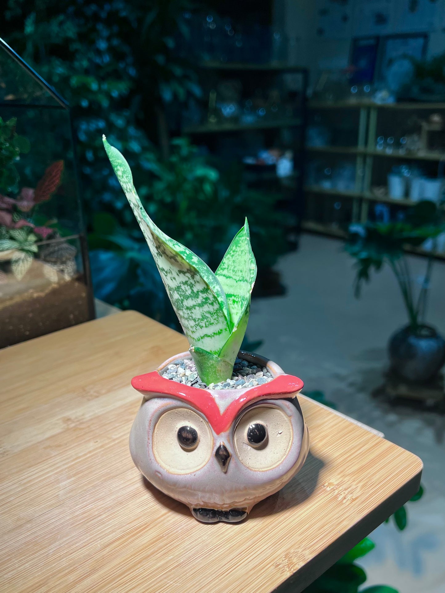 Senseveria in Owl Ceramic Pot