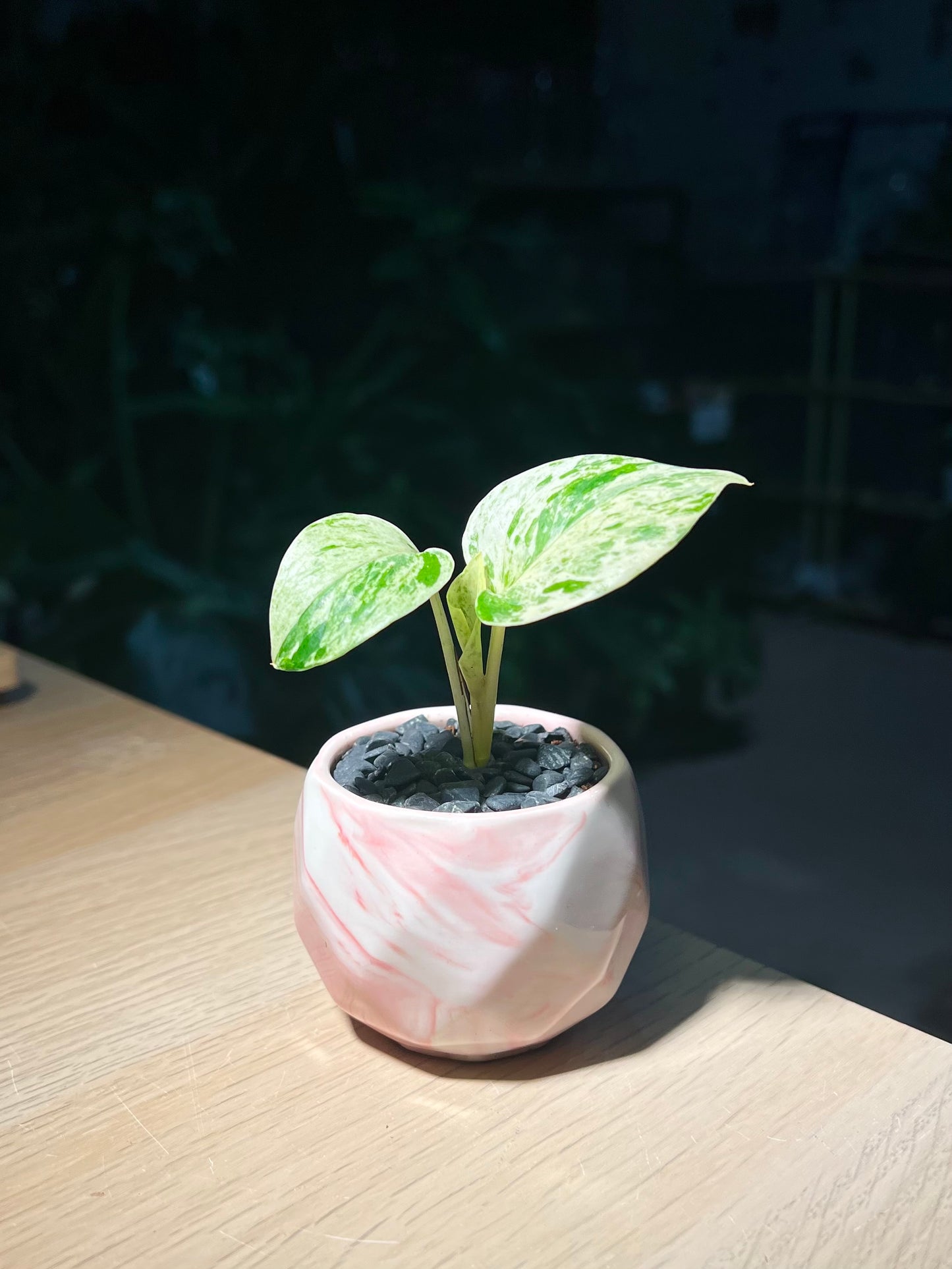 Pothos Marble Queen in Marble Ceramic Pot