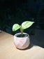Pothos Marble Queen in Marble Ceramic Pot