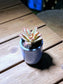 Kalanchoe Tomentosa in Ocean Blue Ceramic Pot