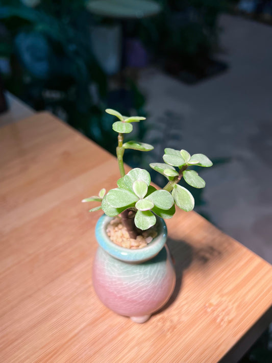 Portulacaria in Slim Bicolor Ceramic Pot