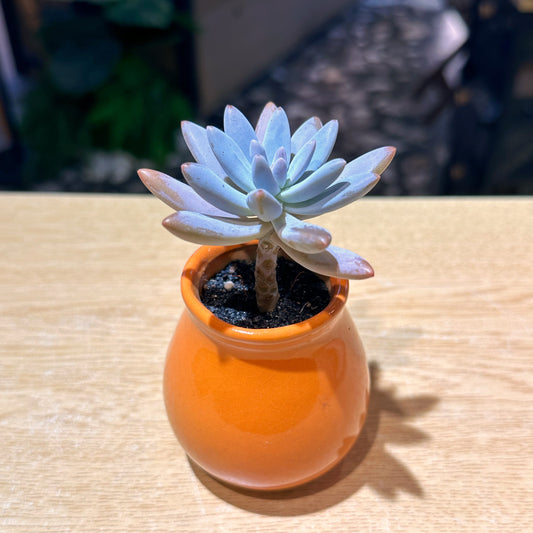 Pachyphytum Hookeri in Orange Creamic Pot